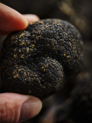 Truffes Noire tenue entre deux doigts