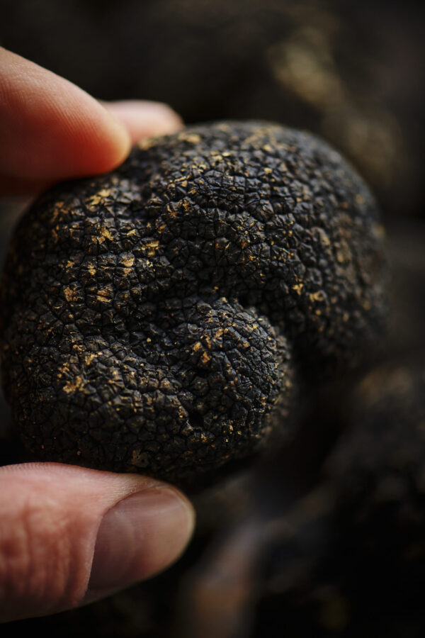 Truffes Noire tenue entre deux doigts